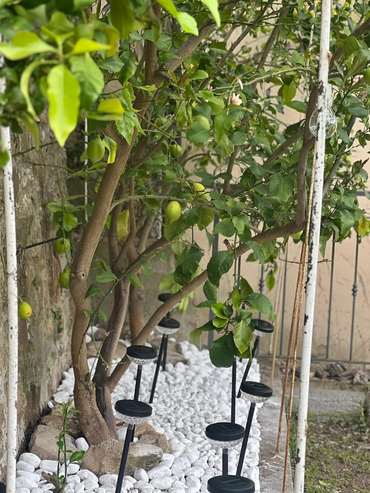 Casa Vacanza Paola Aurigo ภายนอก รูปภาพ